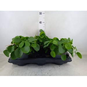 Pilea peperomioides