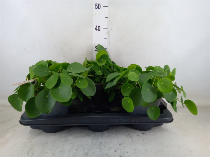 <h4>Pilea peperomioides</h4>