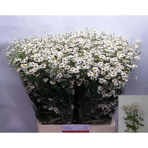 TANA PA SINGLE VEGMO