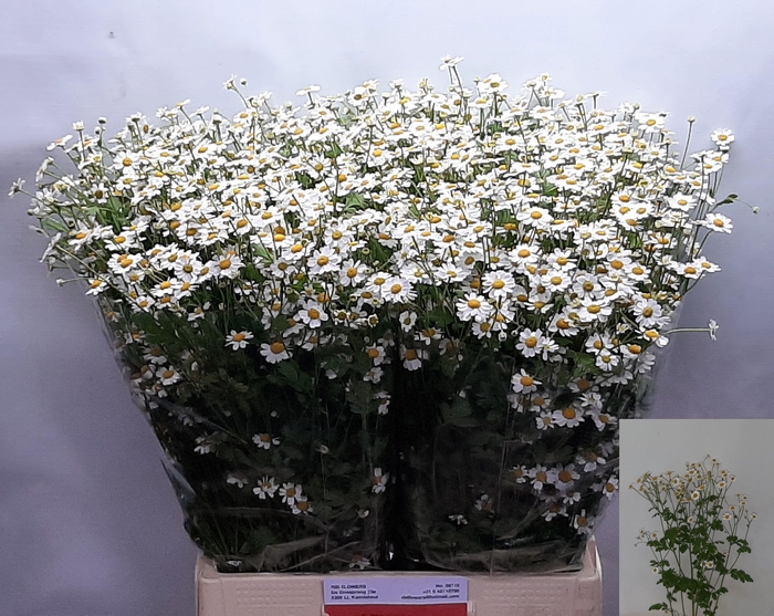 <h4>TANA PA SINGLE VEGMO</h4>