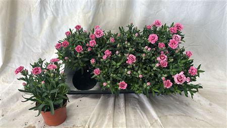 <h4>Dian Osc Pink P12</h4>
