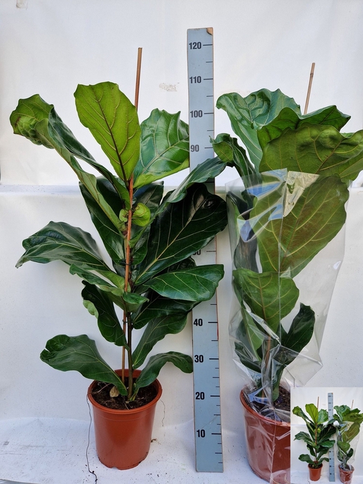 <h4>FICUS LYRATA</h4>