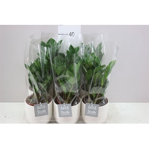 Zamioculcas In Julia Keramiek