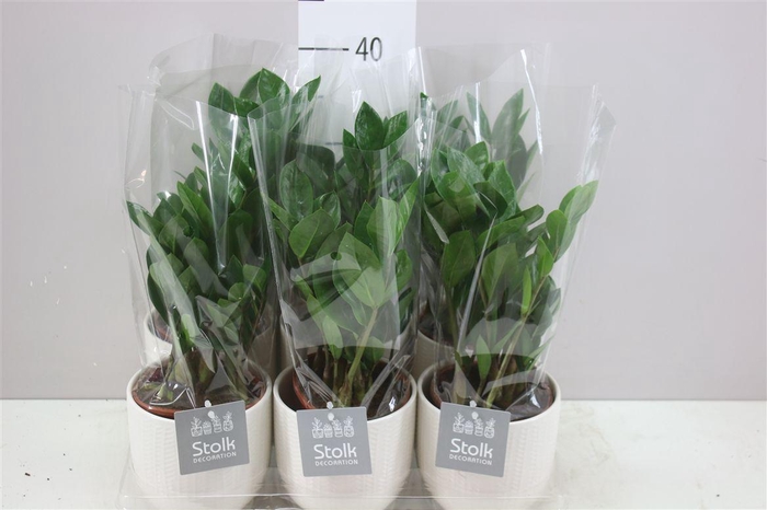 <h4>Zamioculcas In Julia Keramiek</h4>