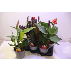 Canna Cannova Gem