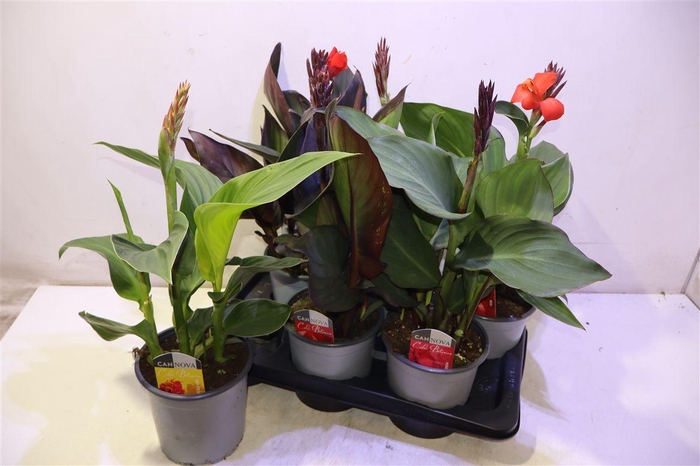 <h4>Canna Cannova Gem</h4>