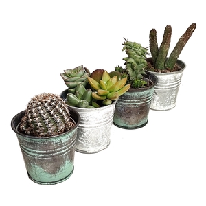 CACTUS AND SUCCULENT MIX IN TIN BUCKETS Ø 7,5 - ANTIQUE COLORS - TRAY 16 PCS (CACTUS EN SUCCULENTEN)