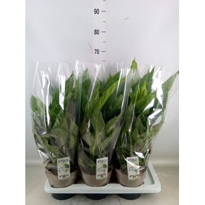 Spathiphyllum  'Diamond'