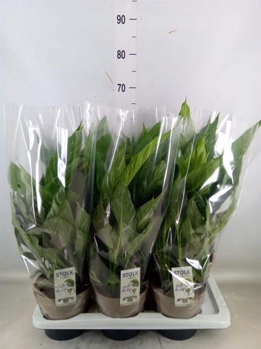 <h4>Spathiphyllum  'Diamond'</h4>