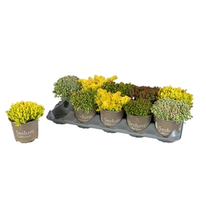 SEDUM GEM