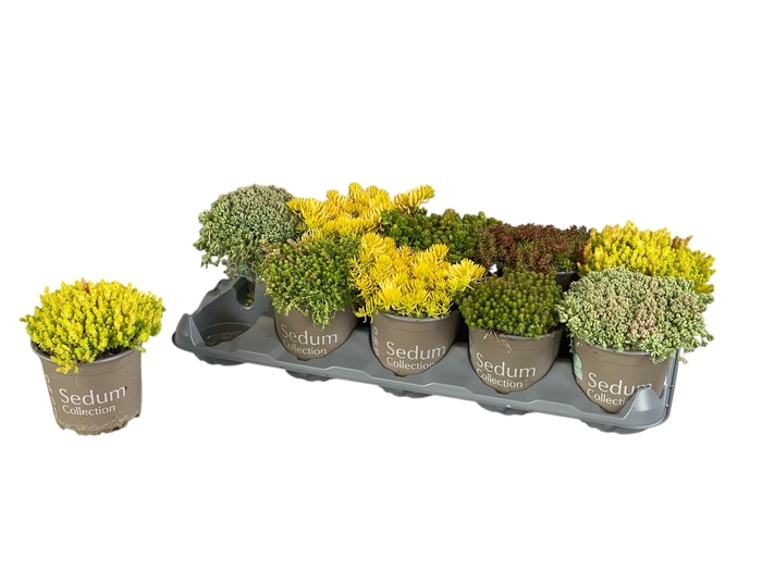 <h4>SEDUM GEM</h4>