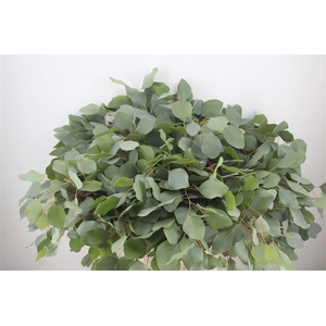 Euca Populus 300gr P Bunch