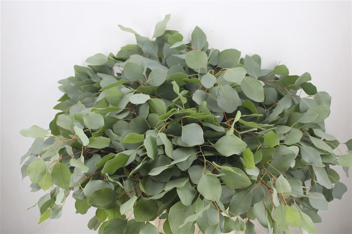 <h4>Euca Populus 300gr P Bunch</h4>