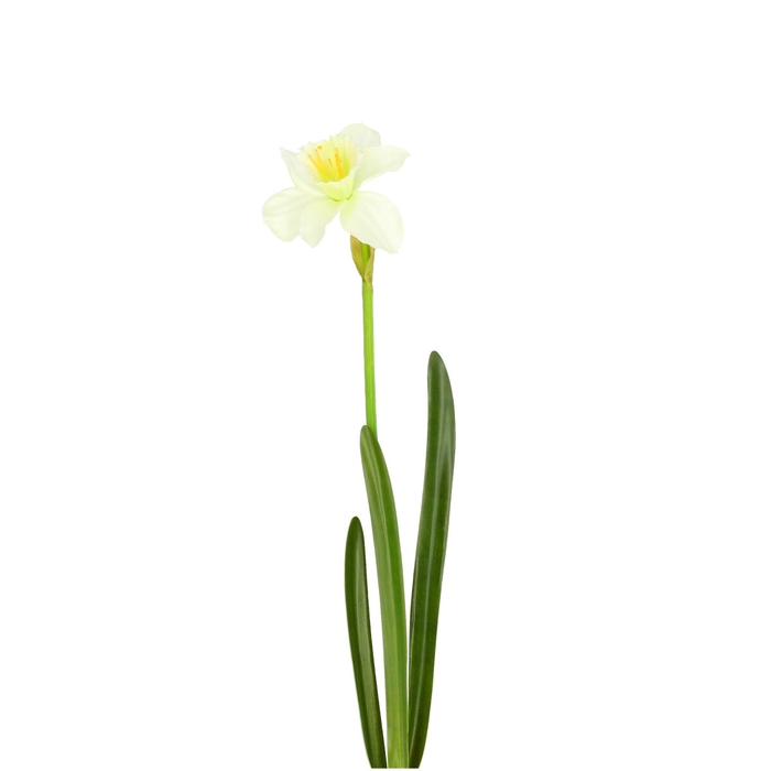 <h4>Narcissus 57cm</h4>