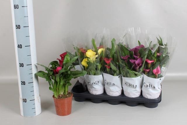 <h4>ZANT GEM 6 KL</h4>