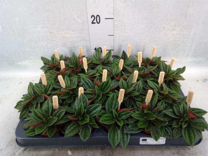 <h4>Peperomia caperata 'Rosso'</h4>