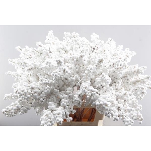 Peper Bes Op Stok Wit