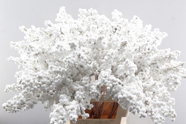 <h4>Peper Bes Op Stok Wit</h4>