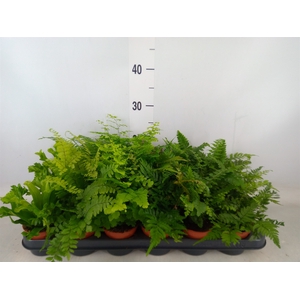 Ferns   ...mix