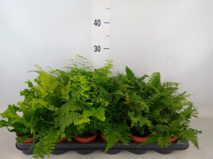 <h4>Ferns   ...mix</h4>