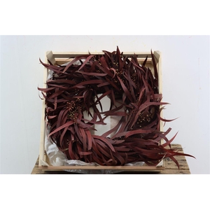 Wr Eucalyptus Nicoly Red 35cm