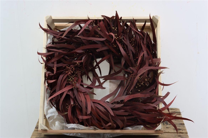 <h4>Wr Eucalyptus Nicoly Red 35cm</h4>