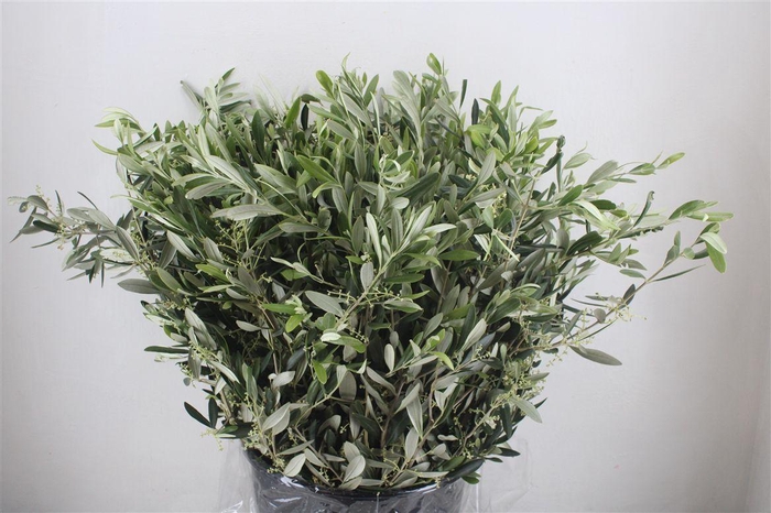 <h4>Olijf 400gr P Bunch</h4>