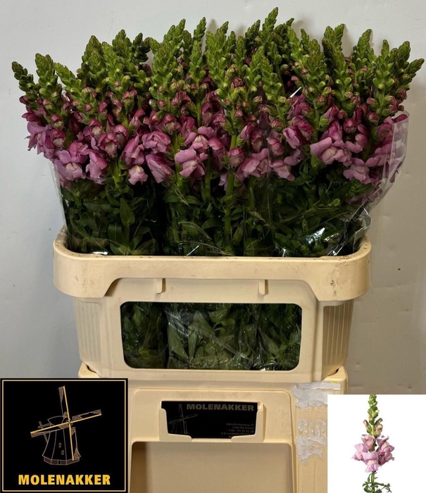 <h4>ANTIR MARY LAVENDER ANTIR MARY LAVE</h4>