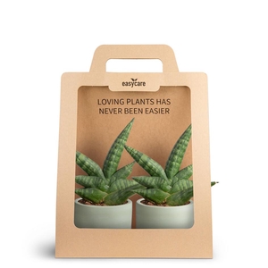 2-Pack Woodbase, Boncellensis