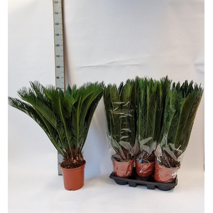 CYCAS REVOLUTA