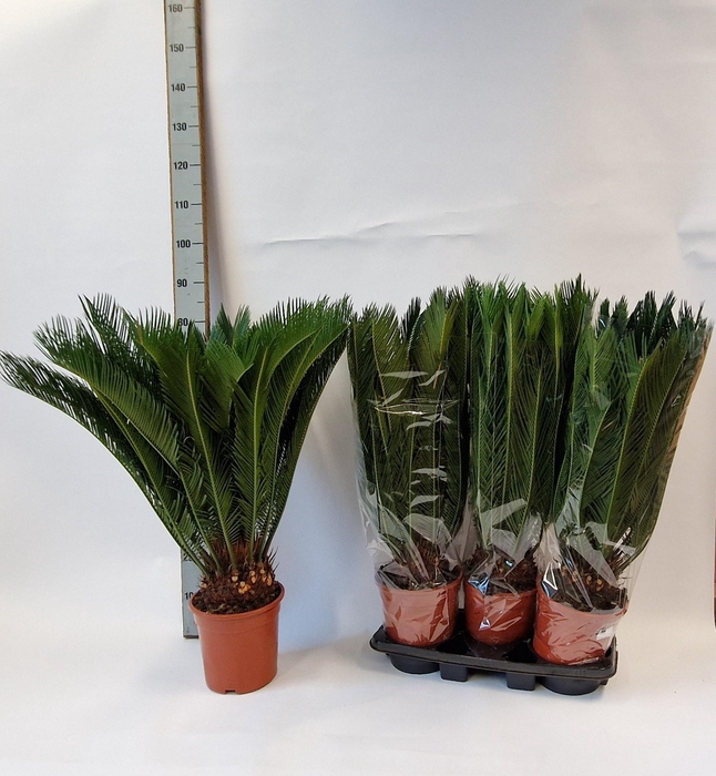 <h4>CYCAS REVOLUTA</h4>