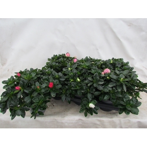 RHODO SI VOGEL GEM