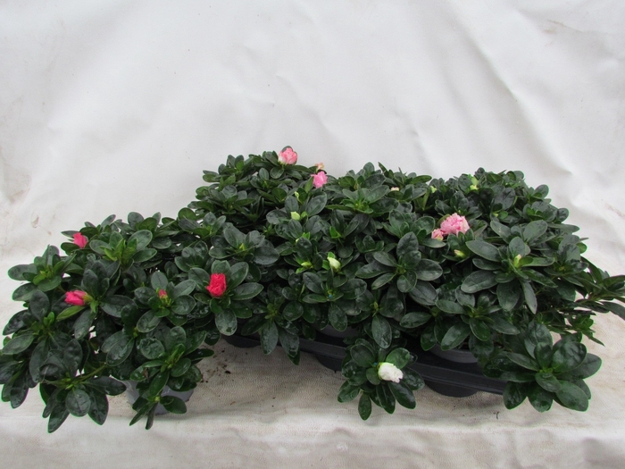 <h4>RHODO SI VOGEL GEM</h4>