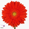 Gerbera diamond red explosion