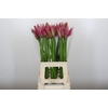 Nerine Roussy