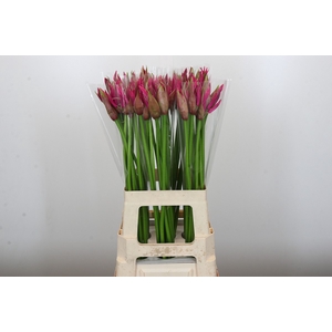 Nerine Roussy