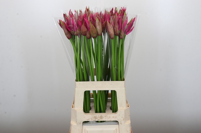 <h4>Nerine Roussy</h4>