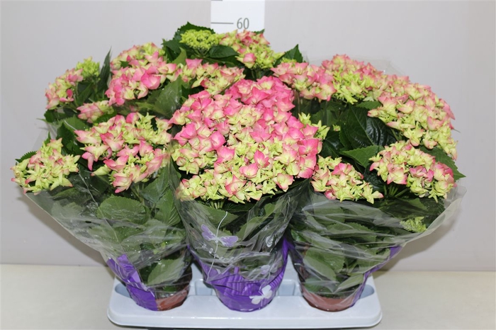 <h4>Hydrangea Early Rosa 5-7</h4>