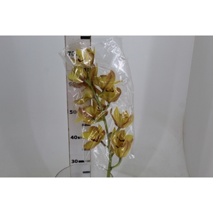 CYMBIDIUM HT MIN 12 FLS LARANJA