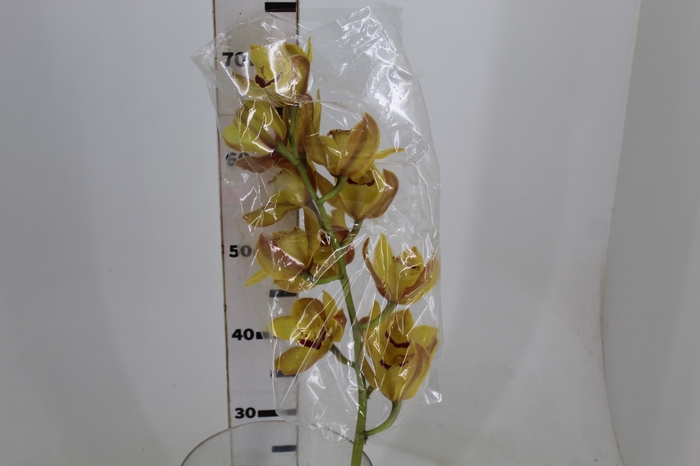 <h4>CYMBIDIUM HT MIN 12 FLS LARANJA</h4>