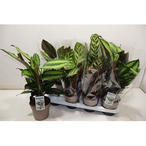 arr8 Calat Gem 4 Srt