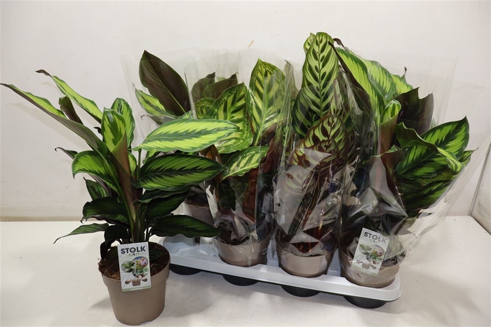 <h4>arr8 Calat Gem 4 Srt</h4>