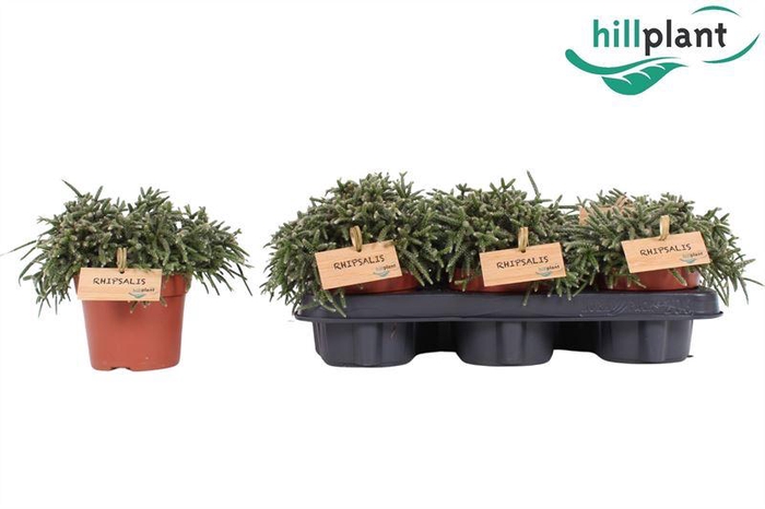 <h4>RHIPSALIS PILOCARPA</h4>