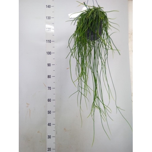 Rhipsalis floccosa