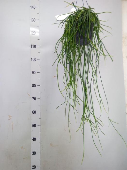 <h4>Rhipsalis floccosa</h4>