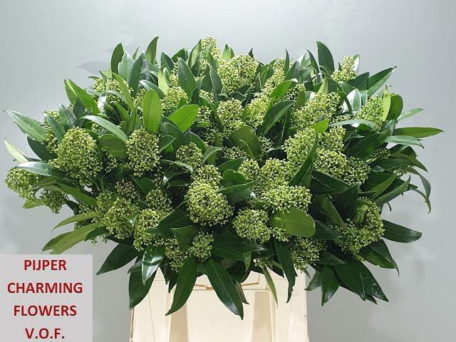 <h4>SKIM C KEW GREEN BS</h4>