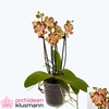 PHAL GEM