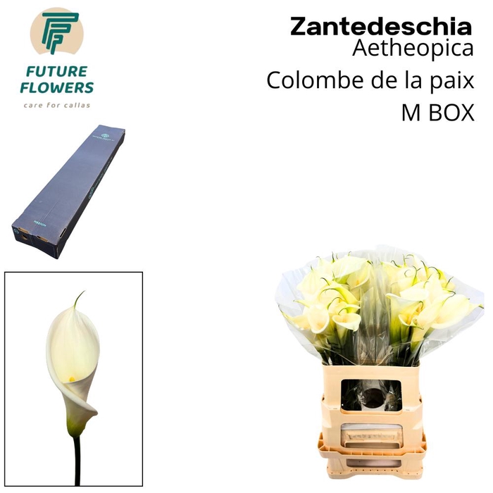 <h4>Zant Ae Colombe Paix Medium Box</h4>