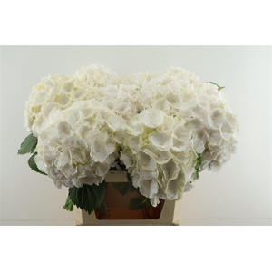 Hydr M White Verena 80-22