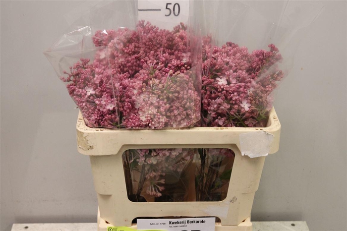 <h4>Syr Hy Maidens Blush 4+</h4>